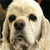 Dog Buddy Icon 161