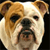 Dog Buddy Icon 157
