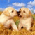 Dog Buddy Icon 153