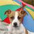 Dog Buddy Icon 152