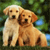 Dog Buddy Icon 150