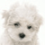 Dog Buddy Icon 149