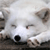 Dog Buddy Icon 145