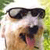 Dog Buddy Icon 140