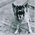 Dog Animated Icon 21