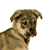 Dog Animated Icon 12