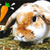 Rabbit Buddy Icon 32