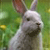 Rabbit Buddy Icon 30