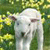 Sheep Buddy Icon 4
