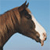 Horse Buddy Icon 241