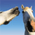 Horse Buddy Icon 240