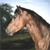 Horse Buddy Icon 229