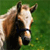 Horse Buddy Icon 217