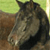 Horse Buddy Icon 201