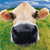 Cow Icons 32