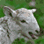 Sheep Buddy Icon 200