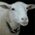 Sheep Buddy Icon 201