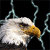 Eagle Icon 202