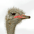 Ostrich Icon 10