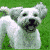 Dog Buddy Icon 200