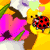 Ladybird Icon 3