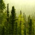 Forest Alaska Icon