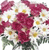 Flowers Icon 75