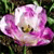 Spring Flowers Icon 10