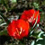 Spring Flowers Icon 20
