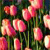 Spring Flowers Icon 3