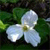 Spring Flowers Icon 9