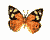 Butterfly Buddy Icon 9