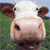 Cow Buddy Icon 2