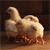 Hen Buddy Icon 4