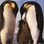 Penguins Buddy Icon
