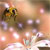Bee Buddy Icon 27