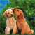 Dog Buddy Icon 220