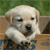 Dog Buddy Icon 226