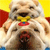 Dog Buddy Icon 228