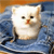 Cat Buddy Icon 337