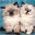 Cat Buddy Icon 338