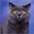 Cat Buddy Icon 342