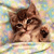 Cat Buddy Icon 354