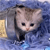 Cat Buddy Icon 359