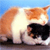 Cat Buddy Icon 364