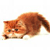 Cat Buddy Icon 365