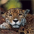 Jaguar Buddy Icon 4