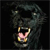 Panther Buddy Icon 4