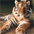 Tiger Buddy Icon 12