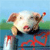 Pig Buddy Icon 3